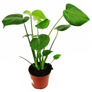 Monstera dziurawa - Monstera deliciosa