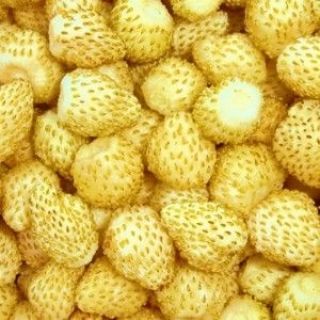 Poziomka Yellow Wonder - żółta