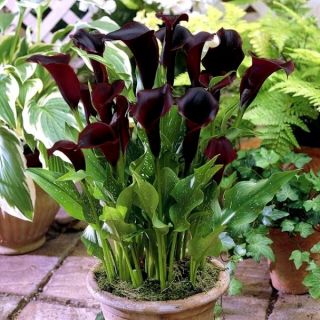 Calla Schwarzwalder