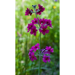 Pierwiosnek kandelabrowy