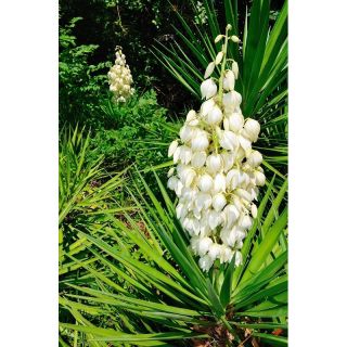 Juka karolińska - Yucca Filamentosa - 1 szt.