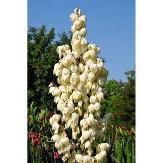 Juka karolińska - Yucca Filamentosa - 1 szt.