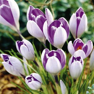 Krokus Vanguard - 10 szt.