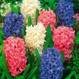 Hiacynt doniczkowy mix - op. 3 szt. - kwitnie już w styczniu!
