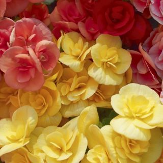 Begonia pełna - mix kolorów - 2 szt.