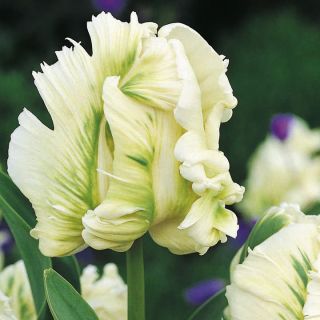 Tulipan Super Parrot - op. 5 szt.