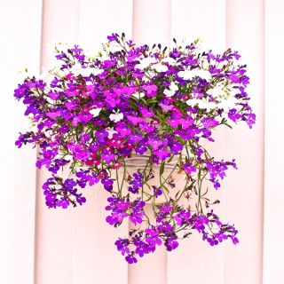 Lobelia zwisła karminowoczerwona