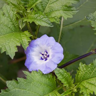 Nikandra
