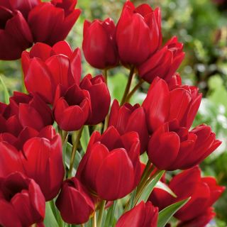 Tulipan Red Georgette - opak. 5 szt.