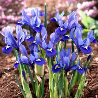 Irys żyłkowany - Iris reticulata - opak. 10 szt.