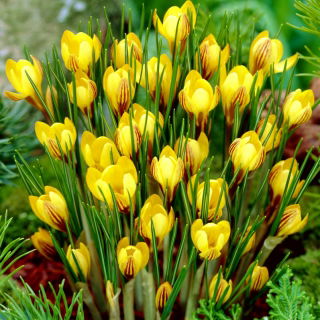 Krokus Fuscotinctus - 10 szt.