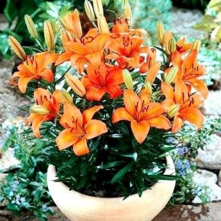 Lilia miniaturka - Orange Pixie - 1 szt.