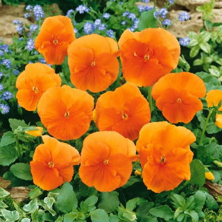 Bratek wielkokwiatowy - pomarańczowy Orange Sun