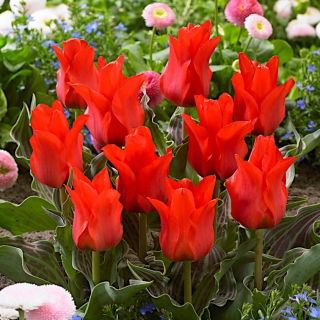 Tulipan Red Riding Hood - opak. 5 szt.