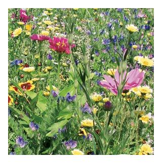 Mieszanka kwiatów - Na Suche Tereny