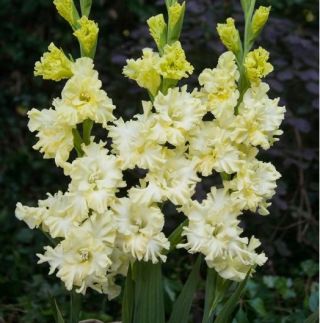 Mieczyk Lemon Frizzle - 5 szt.
