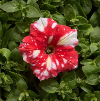 Petunia Dot Star F1 - Red