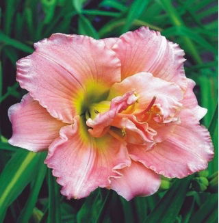 Liliowiec Double Dream - pełny - GIGA paczka! - 50 szt.