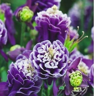 Orlik pełny - Double Dark Blue & White - GIGA paczka! - 50 szt.