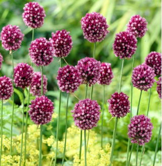 Czosnek kulisty - Allium rotundum - 3 szt.