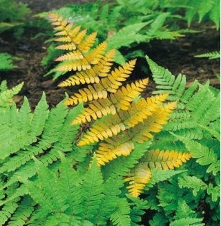 Paproć ogrodowa - Brillance Autumn - sadzonka - GIGA paczka! - 50 szt.