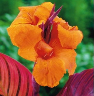 Kanna - Tropicana - GIGA paczka! - 50 szt.