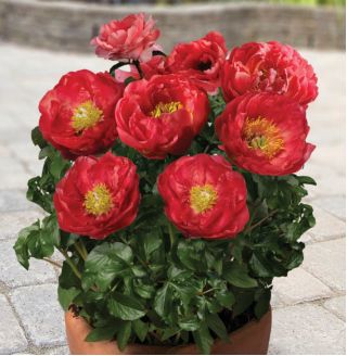 Piwonia, Paeonia - Patio Moscow - niska, doniczkowa - sadzonka