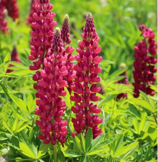 Łubin trwały The Pages