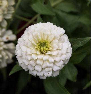 Cynia wytworna Liliput White Gem - biała