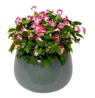 Torenia