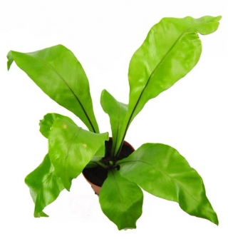 Zanokcica gniazdowa - Asplenium nidus