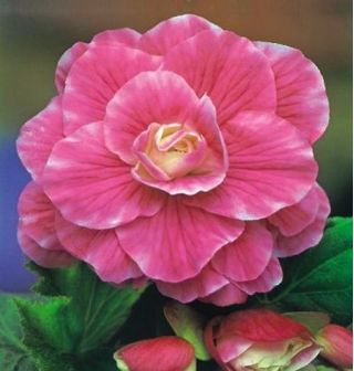 Begonia - Camellia - różowo-biała - 2 szt.