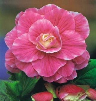 Begonia - Camellia - różowo-biała - GIGA paczka! - 100 szt.