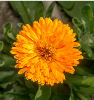 Nagietek lekarski Apricot Twist - brzoskwiniowy