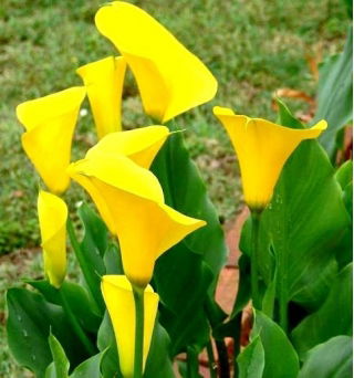 Calla Cream - GIGA paczka! - 50 szt.