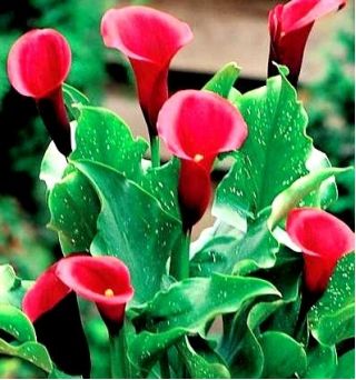 Calla czerwona - Red