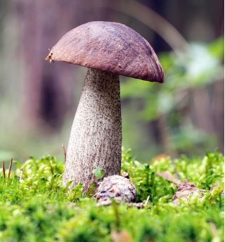 Zestaw grzybów pod drzewa liściaste + kania - 7 gatunków - grzybnia