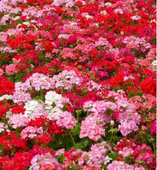 Pelargonia - mieszanka kolorów