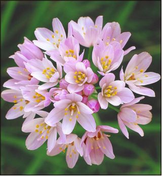 Czosnek różowy - Allium roseum - 20 szt.