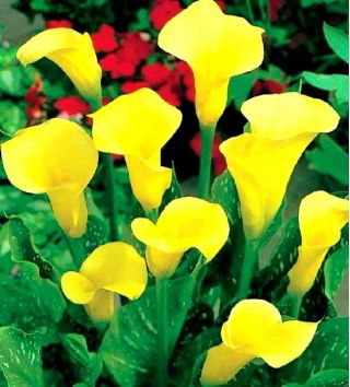 Calla Cream - GIGA paczka! - 50 szt.