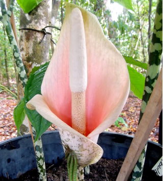 Dziwidło różowe - Amorphophallus bulbifer - unikat! - GIGA paczka! - 50 szt.