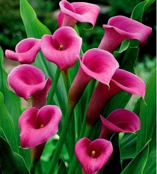 Calla różowa - Pink