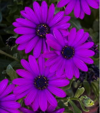 Osteospermum - mieszanka