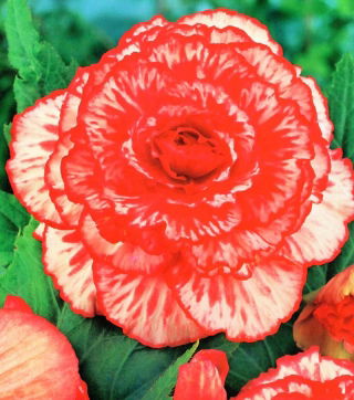 Begonia - Marmorata - czerwono-biała - GIGA paczka! - 100 szt.