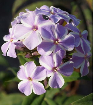 Floks (Phlox) - Płomyk wiechowaty - All In One - GIGA paczka! - 50 szt.