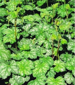 Żurawka - Dale's Strain - GIGA paczka! - 50 szt.