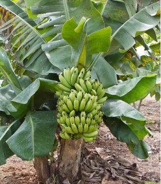 Banan domowy