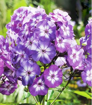 Floks (Phlox) - Płomyk wiechowaty - Laura - 1 szt.