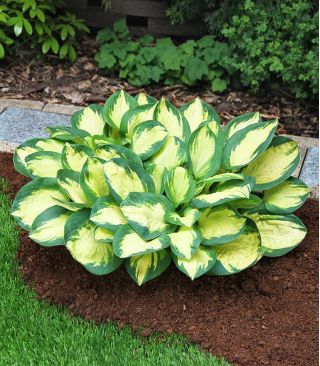 Funkia niska - Hosta Popcorn