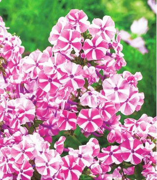 Floks (Phlox) - Płomyk wiechowaty - Peppermint Twist - GIGA paczka! - 50 szt.